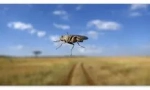 Africká ospalá nemoc